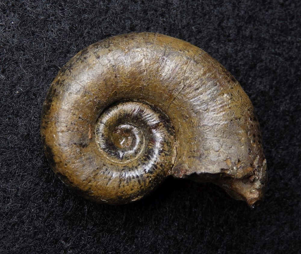 Ammonit aus der Jurazeit - Lytoceras cornucopi