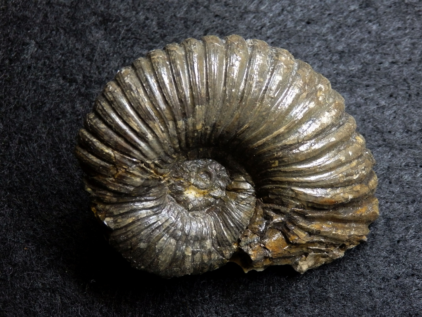 Ammonit aus der Jurazeit - Lytoceras torulosum