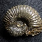 Ammonit aus der Jurazeit - Lytoceras torulosum