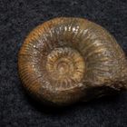 Ammonit aus der Jurazeit - Normannites sp.