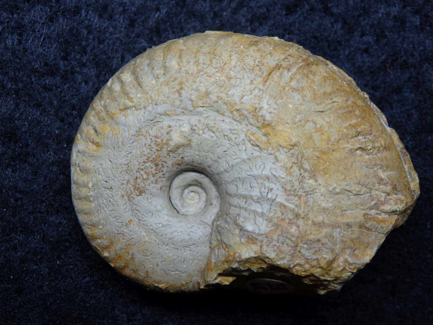 Ammonit aus der Jurazeit Ochetoceras canaliculatum Foto & Bild