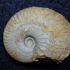 Ammonit aus der Jurazeit - Ochetoceras canaliculatum