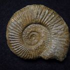 Ammonit aus der Jurazeit - Perisphinctes bifurcatus