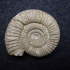Ammonit aus der Jurazeit - Perisphinctes colubrinus