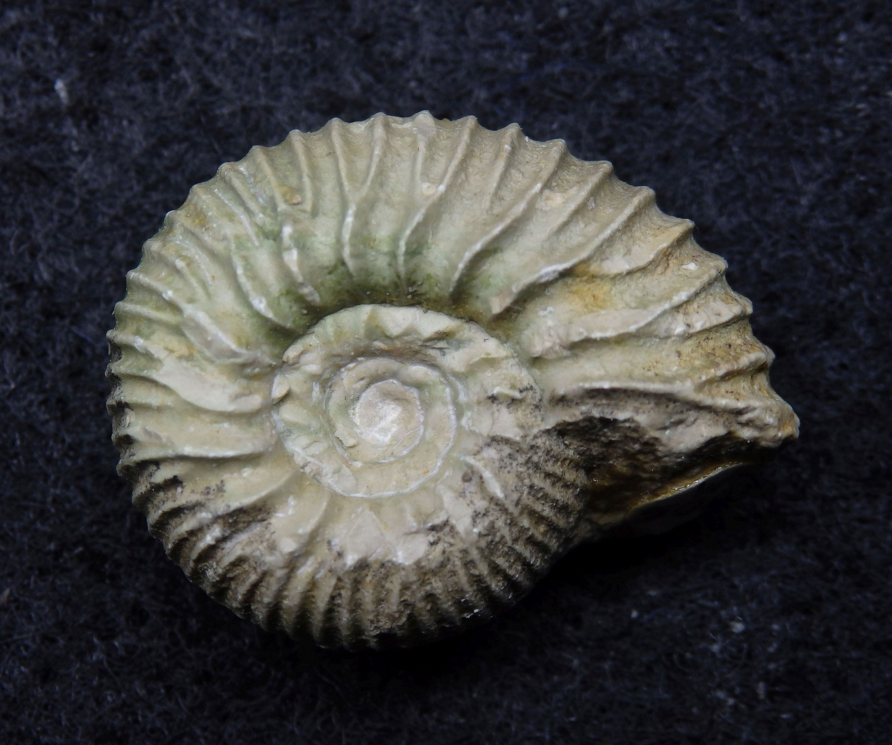 Ammonit aus der Jurazeit - Perisphinctes (Dichotomoceras) bifurcatus 