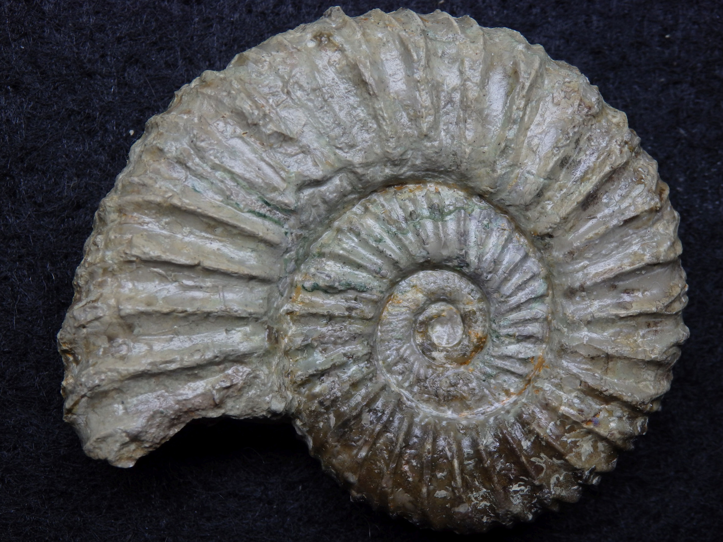 Ammonit aus der Jurazeit - Perisphinctes (Dichotomoceras) plicatilis