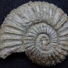 Ammonit aus der Jurazeit - Perisphinctes (Dichotomoceras) plicatilis