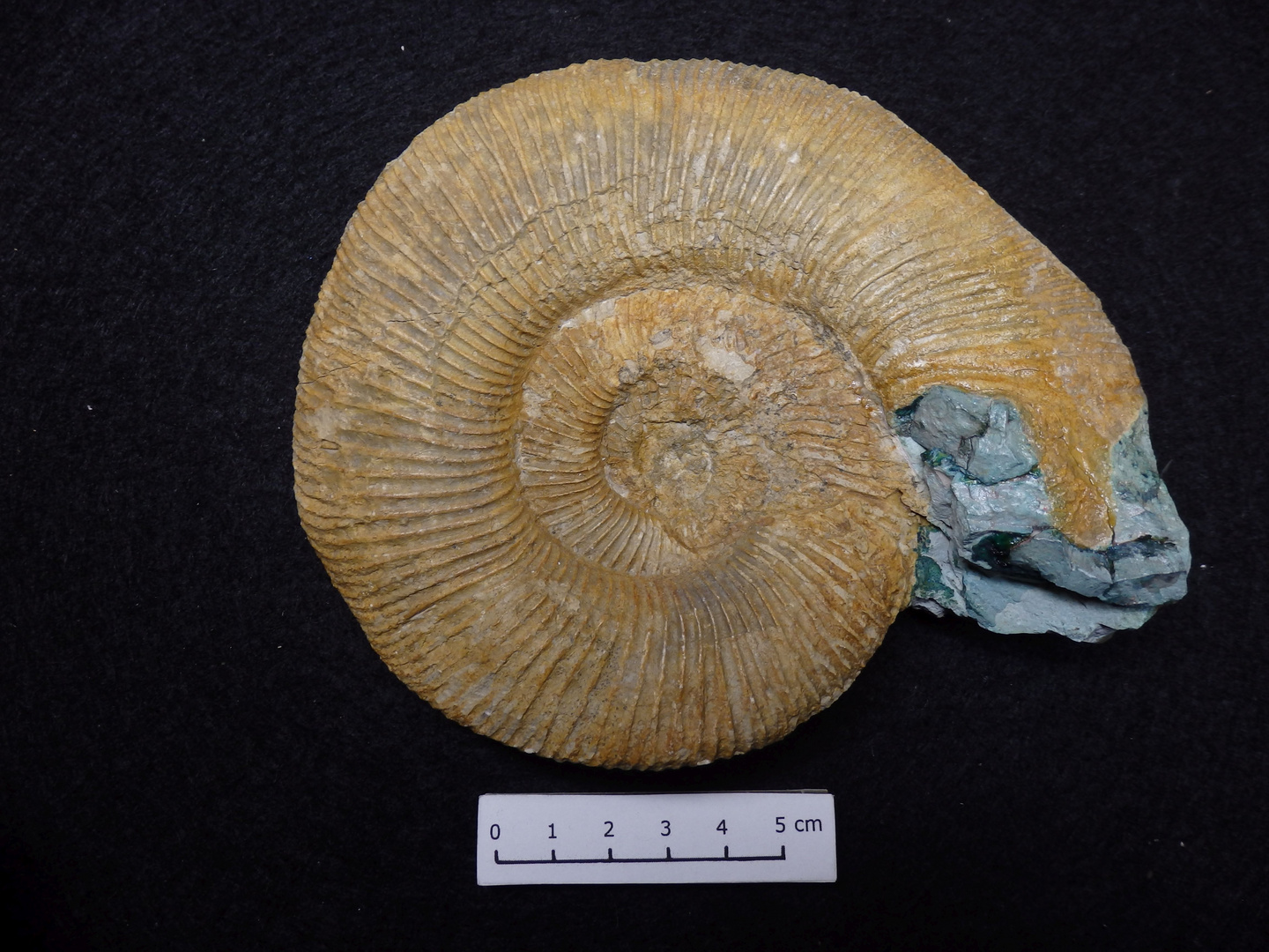 Ammonit aus der Jurazeit - Perisphinctes (Orthosphinctes) polygyratus