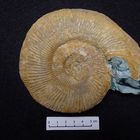 Ammonit aus der Jurazeit - Perisphinctes (Orthosphinctes) polygyratus