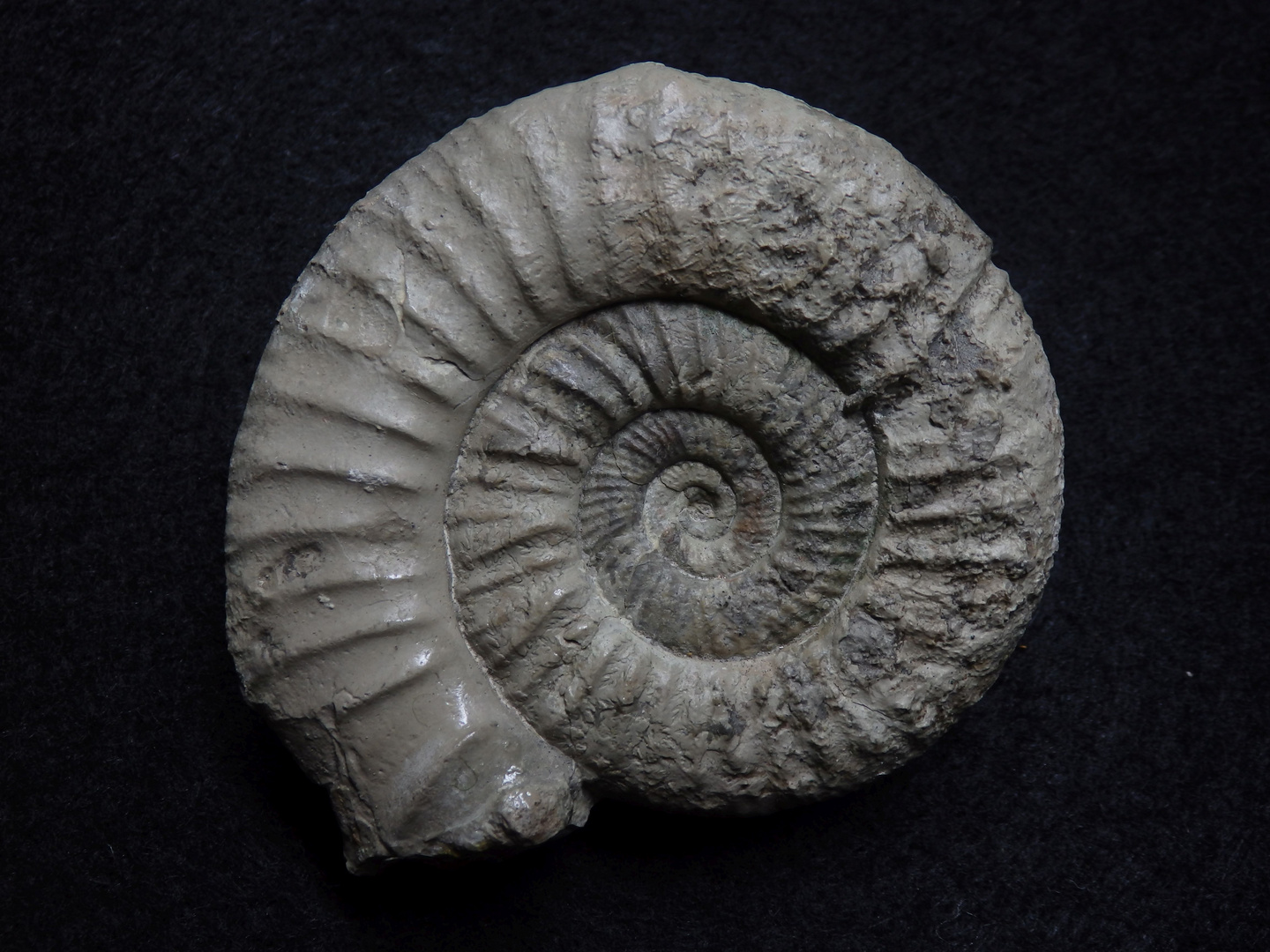 Ammonit aus der Jurazeit - Perisphinctes sp.