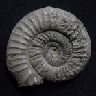 Ammonit aus der Jurazeit - Perisphinctes sp.