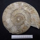 Ammonit aus der Jurazeit - Perisphinctes sp.