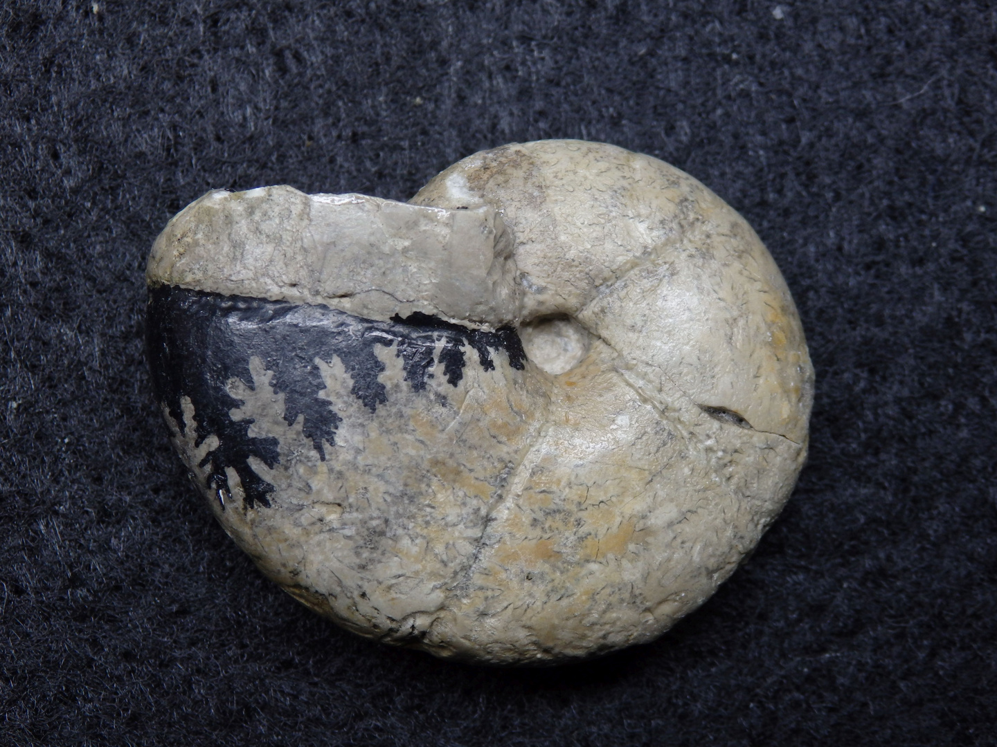 Ammonit aus der Jurazeit Perisphinctes sp. Foto & Bild natur