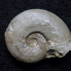 Ammonit aus der Jurazeit - Perisphinctes sp. indet