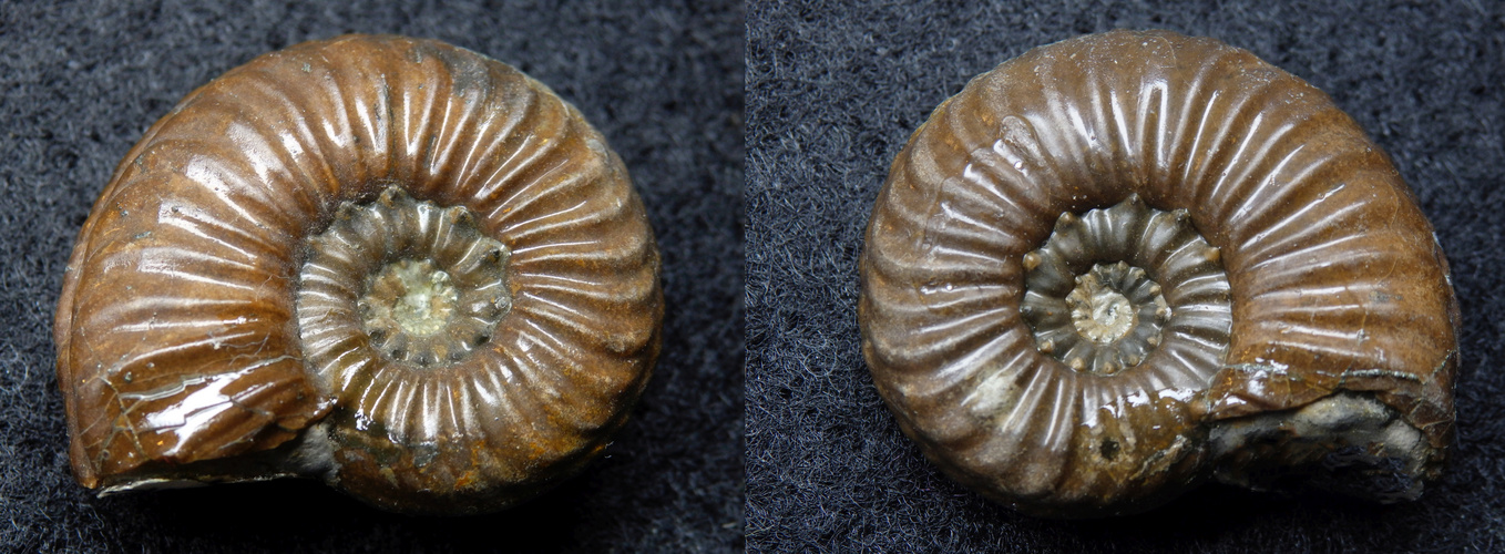 Ammonit aus der Jurazeit Pleuroceras apyrenum Foto & Bild sonstiges