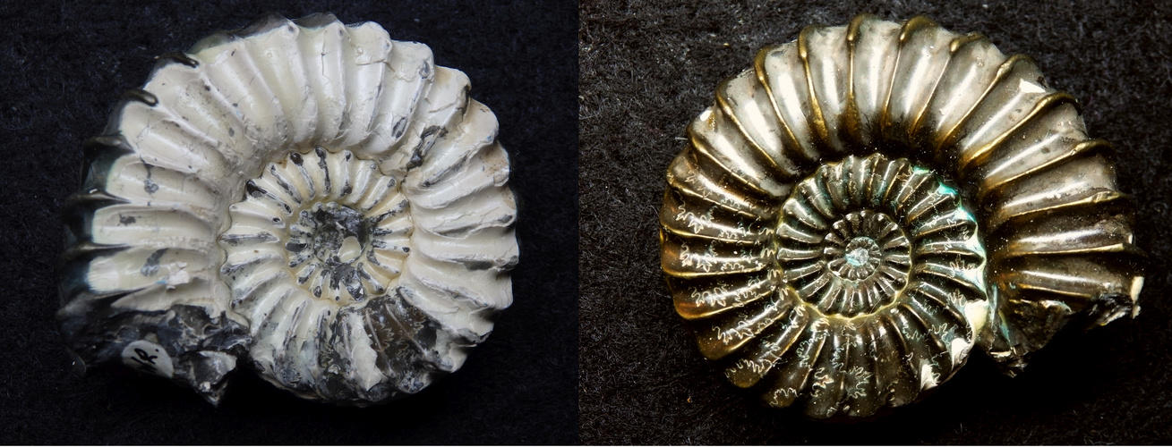 Ammonit aus der Jurazeit - Pleuroceras cf. spinatum