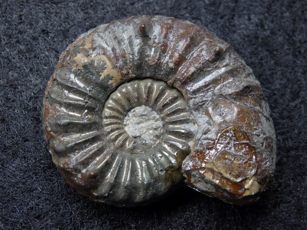 Ammonit aus der Jurazeit - Pleuroceras salebrosum