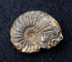 Ammonit aus der Jurazeit - Pleuroceras solare