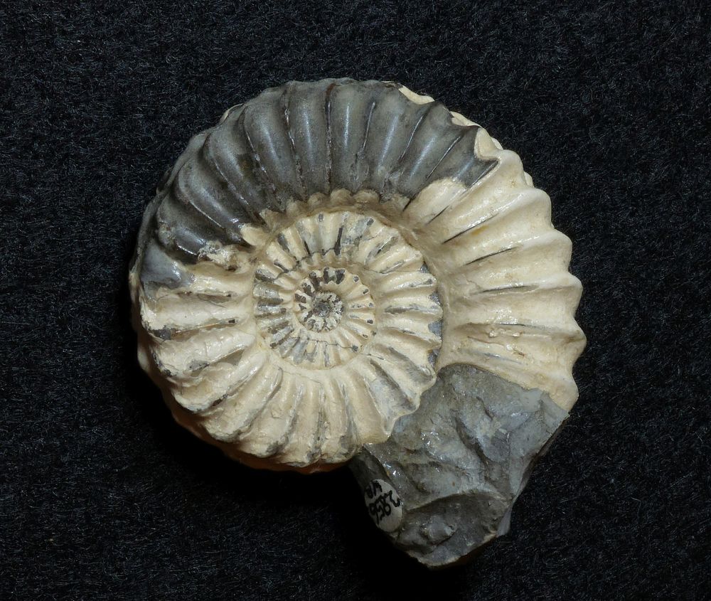 Ammonit aus der Jurazeit - Pleuroceras sp.