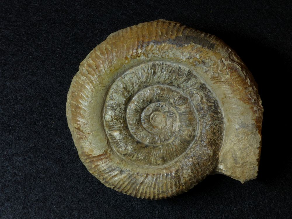 Ammonit aus der Jurazeit - Prodactylioceras davoei nodosissimum
