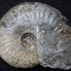 Ammonit aus der Jurazeit - Pseudolioceras compactile