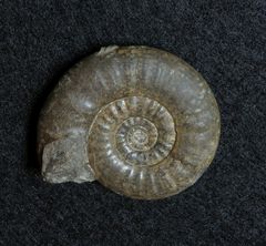 Ammonit aus der Jurazeit - Psiloceras calliphylloides