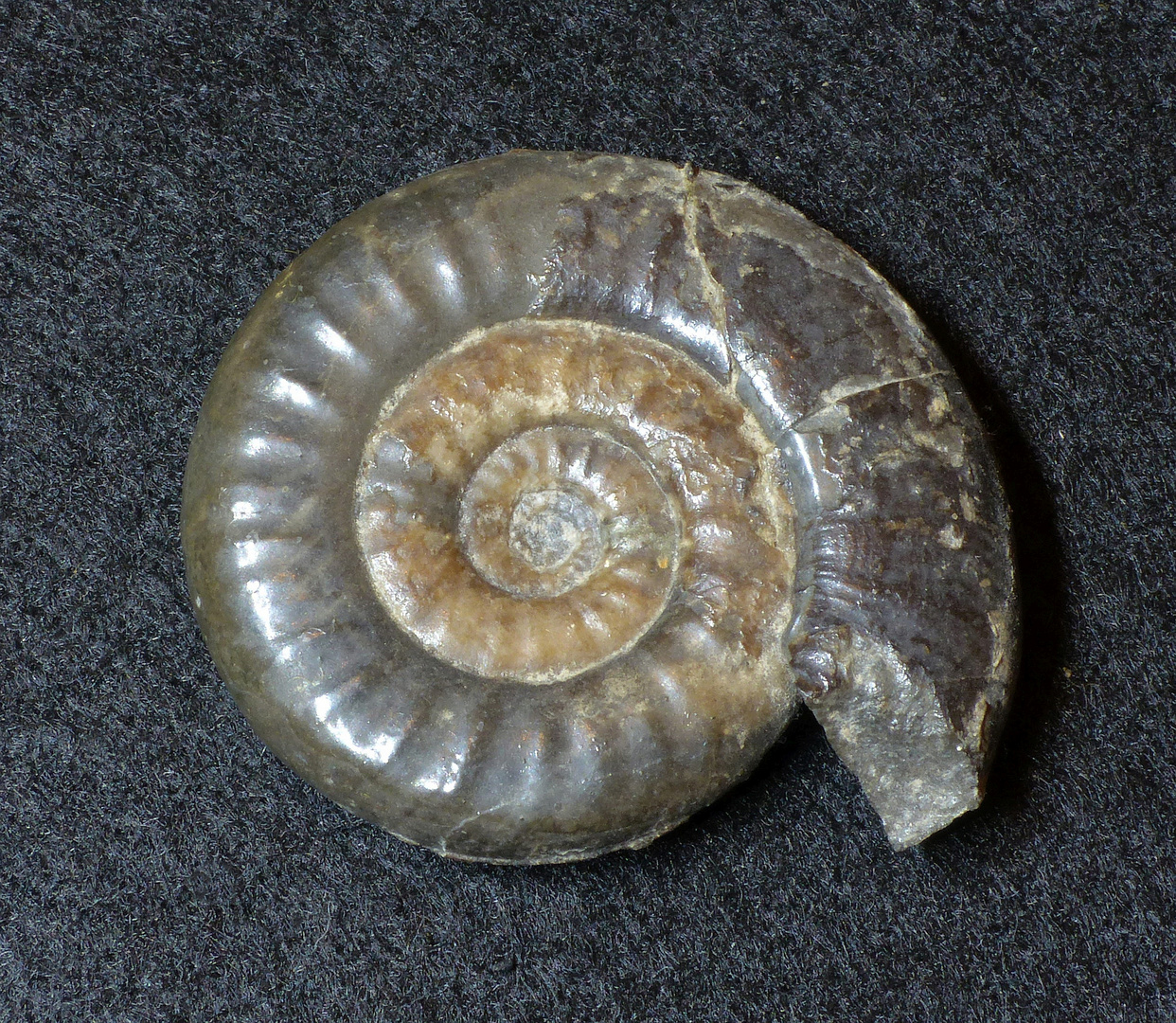 Ammonit aus der Jurazeit - Psiloceras plicatulum