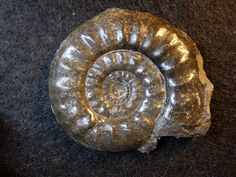 Ammonit aus der Jurazeit - Psiloceras plicatulum