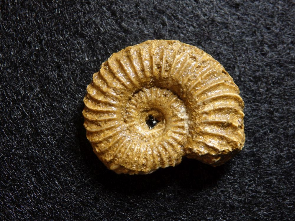 Ammonit aus der Jurazeit - Schlotheimia angulata