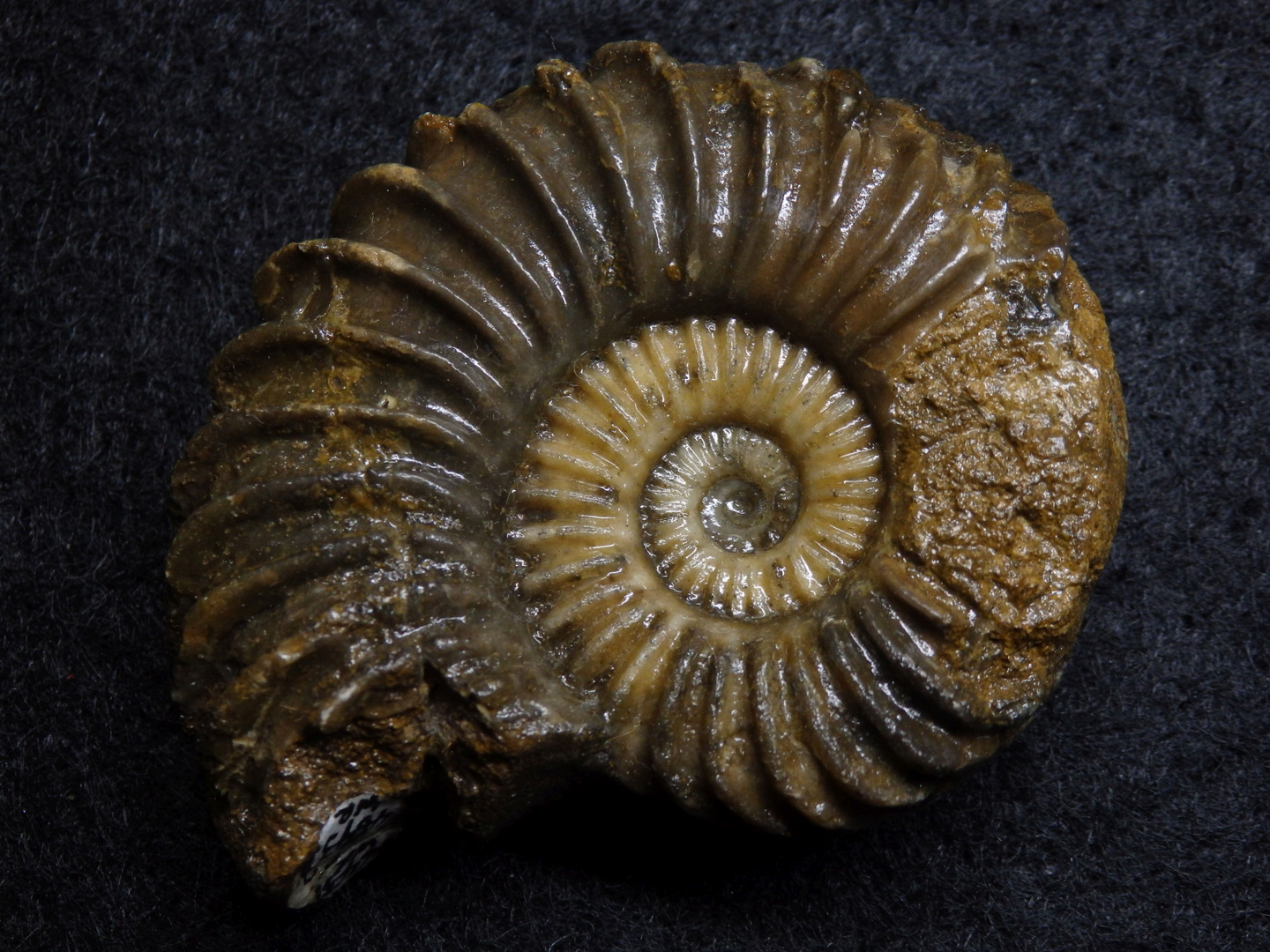 Ammonit aus der Jurazeit - Schlotheimia sp.