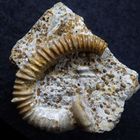 Ammonit aus der Jurazeit - Spiroceras bifurcati