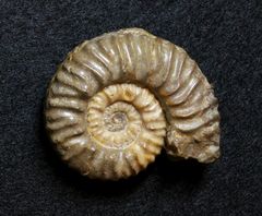 Ammonit aus der Jurazeit - Stephanoceras sp.