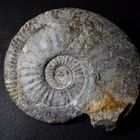 Ammonit aus der Jurazeit - Sulciferites charmassei