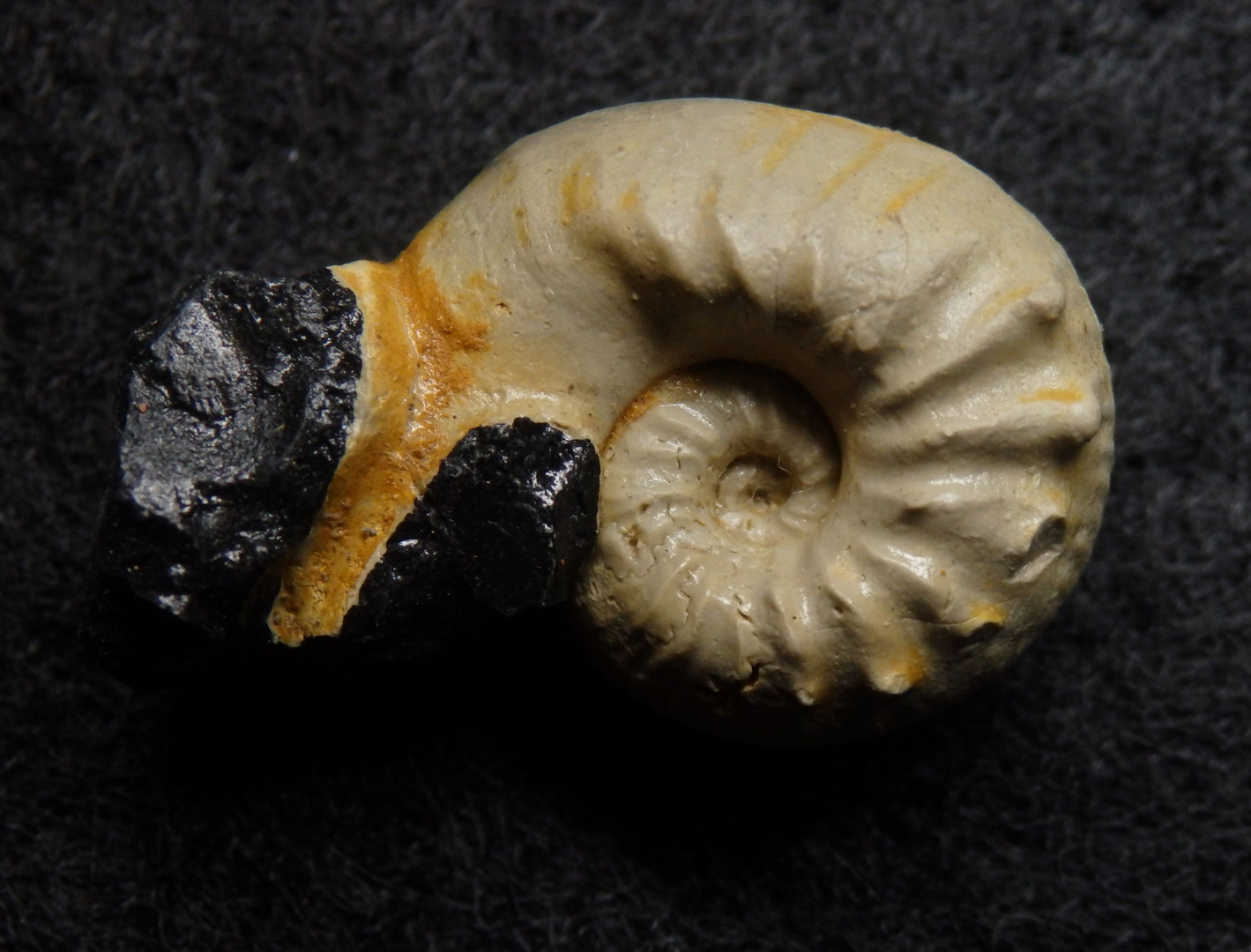 Ammonit aus der Jurazeit - Sutneria platynota