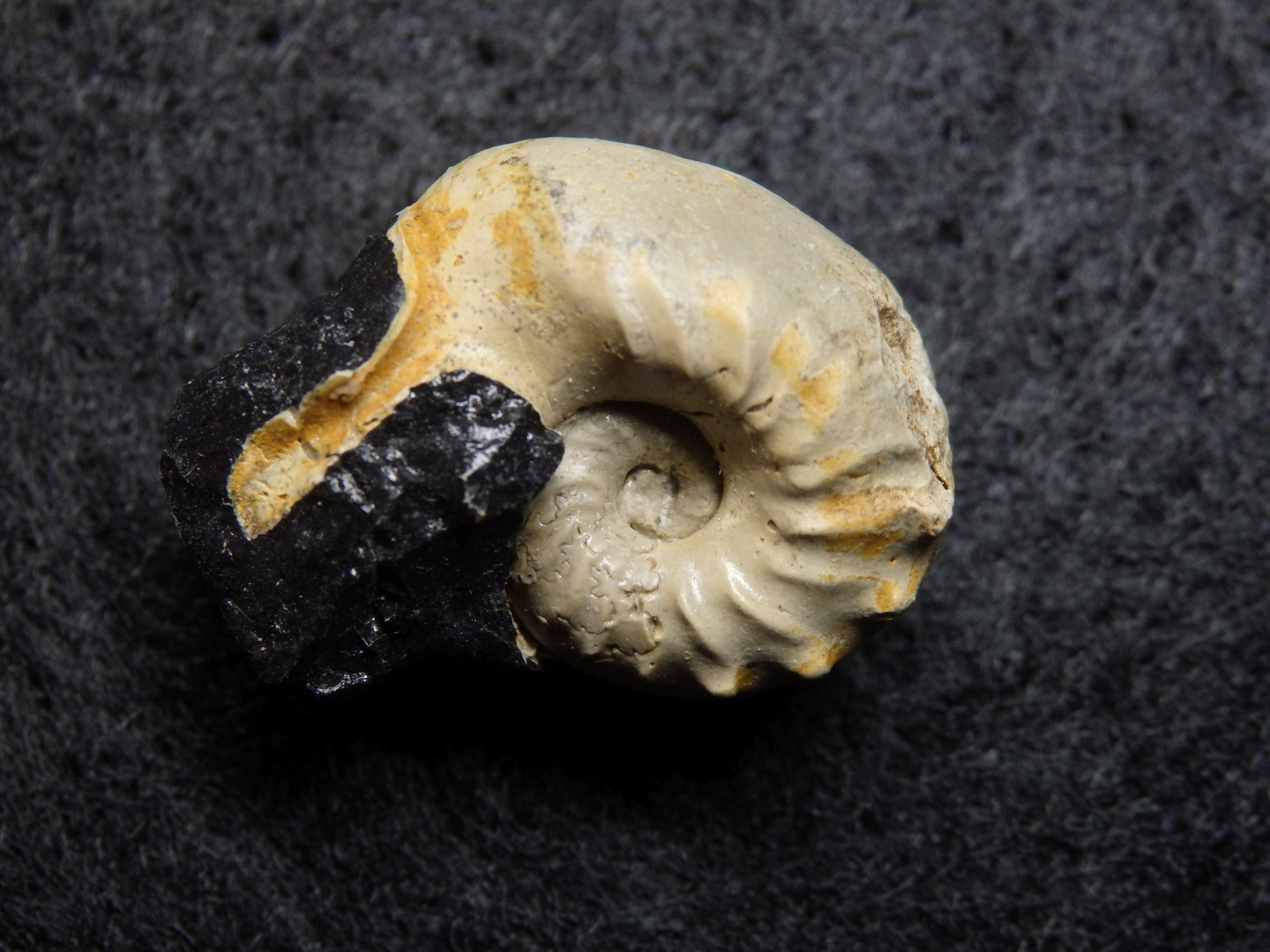 Ammonit aus der Jurazeit - Sutneria platynota