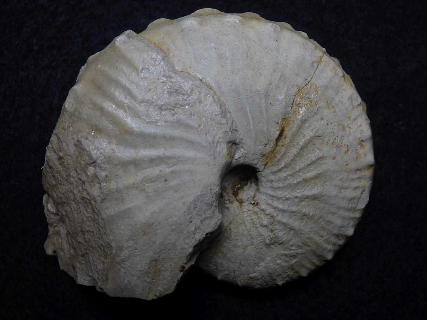 Ammonit aus der Jurazeit - Taramelliceras sp.