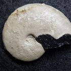 Ammonit aus der Jurazeit - Taramelliceras sp.