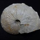 Ammonit aus der Jurazeit - Taramelliceras trachynota