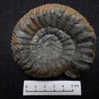 Ammonit aus der Jurazeit - Teloceras coronatum
