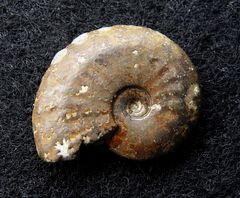 Ammonit aus der Jurazeit - Tragophylloceras sp.
