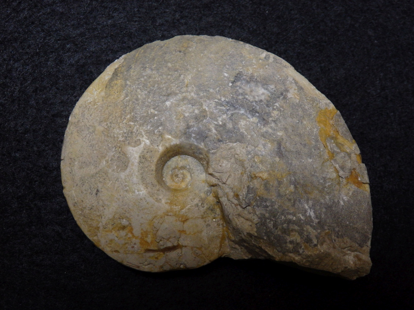 Ammonit aus der Jurazeit - Trimarginites trimarginatus