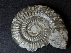 Ammonit aus der Jurazeit - Tropidoceras actaeon