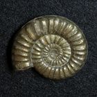 Ammonit aus der Jurazeit - Tropidoceras masseanum
