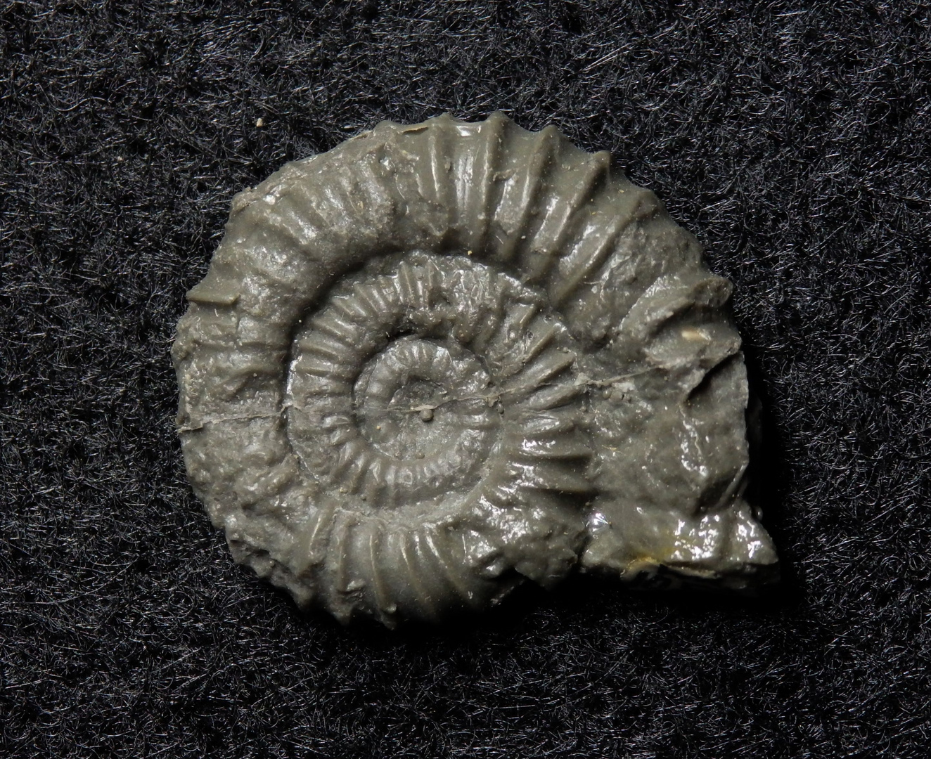 Ammonit aus der Jurazeit - Vermiceras cf. spiratissimum