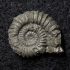 Ammonit aus der Jurazeit - Vermiceras cf. spiratissimum