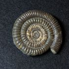 Ammonit aus der Jurazeit - Vermiceras rougemonti