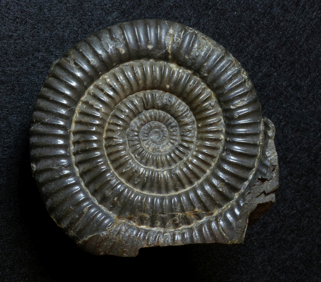 Ammonit aus der Jurazeit - Vermiceras rougemonti