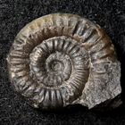 Ammonit aus der Jurazeit - Vermiceras scylla