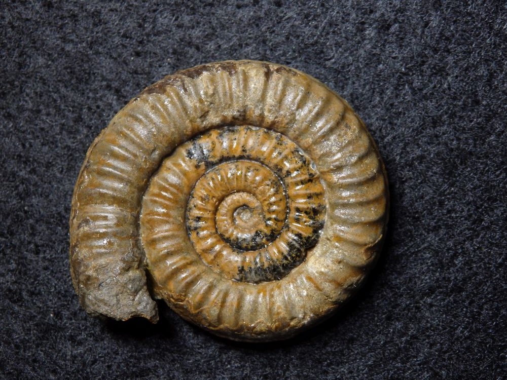 Ammonit aus der Jurazeit - Vermiceras sp.