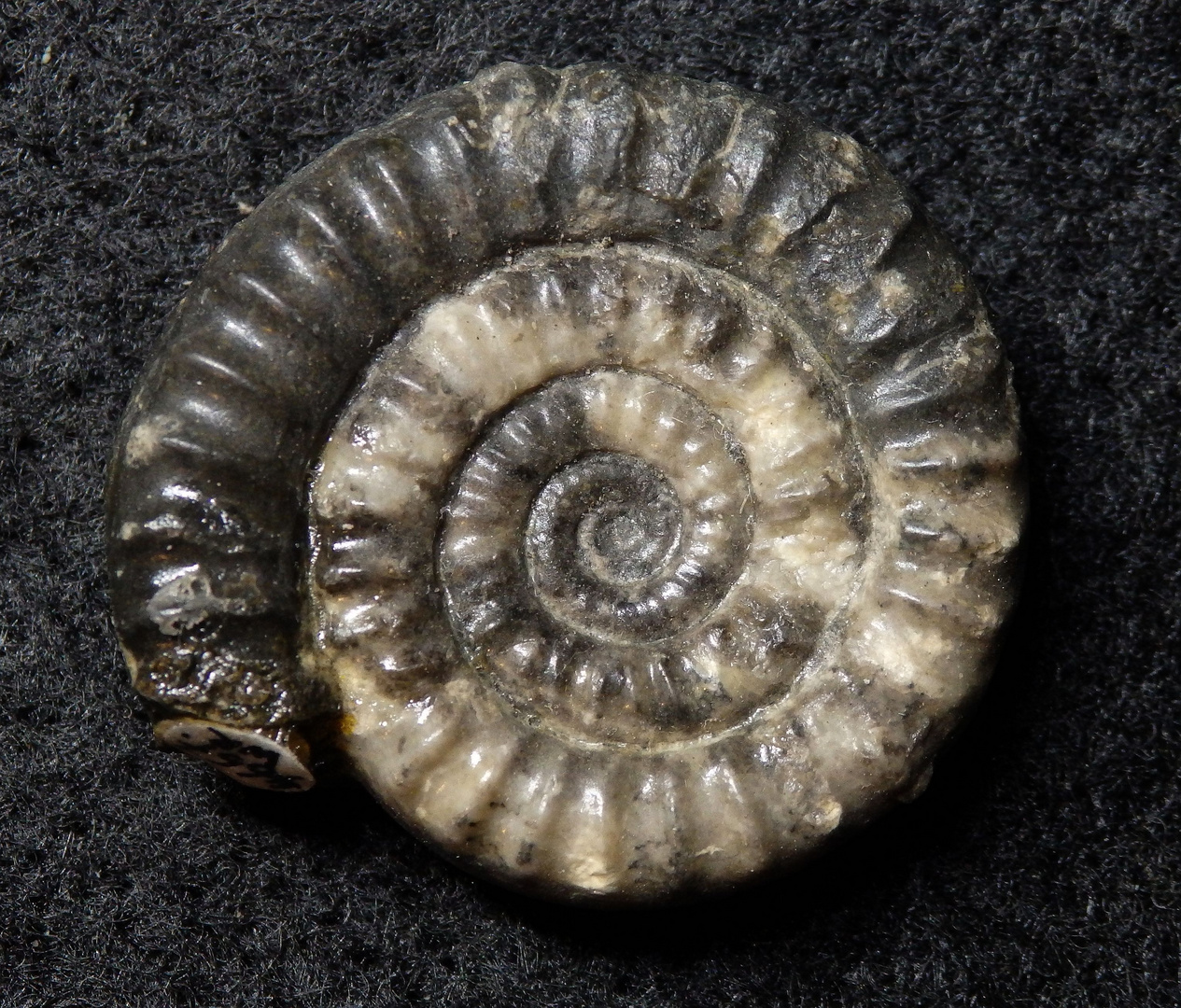 Ammonit aus der Jurazeit - Vermiceras spiratissimum